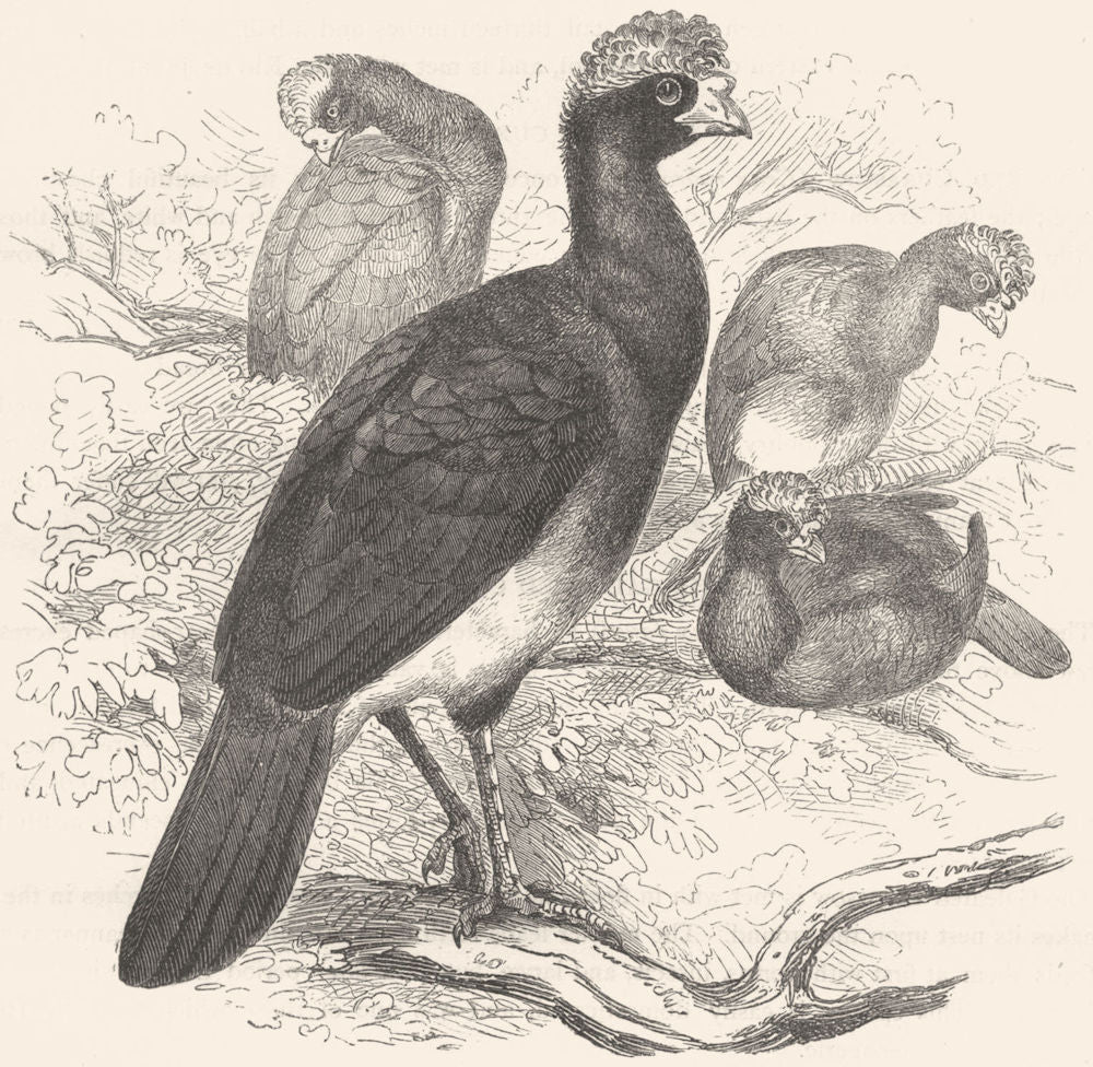 GALLINACEOUS CURASSOWS, HOCCOS. Crested Curassow c1870 old antique print